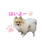 ポメのぽんちゃんスタンプ（個別スタンプ：8）