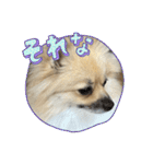 ポメのぽんちゃんスタンプ（個別スタンプ：10）