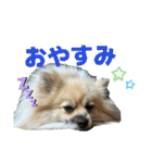 ポメのぽんちゃんスタンプ（個別スタンプ：16）