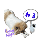 ポメのぽんちゃんスタンプ（個別スタンプ：17）