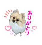 ポメのぽんちゃんスタンプ（個別スタンプ：18）