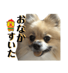 ポメのぽんちゃんスタンプ（個別スタンプ：36）