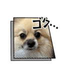 ポメのぽんちゃんスタンプ（個別スタンプ：38）