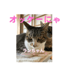 猫日和な猫屋敷オリジナルスタンプⅥ（個別スタンプ：1）