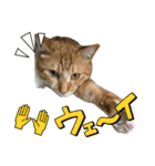 猫日和な猫屋敷オリジナルスタンプⅥ（個別スタンプ：3）