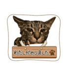 猫日和な猫屋敷オリジナルスタンプⅥ（個別スタンプ：5）