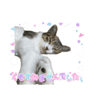 猫日和な猫屋敷オリジナルスタンプⅥ（個別スタンプ：6）