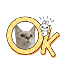 猫日和な猫屋敷オリジナルスタンプⅥ（個別スタンプ：7）