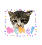 猫日和な猫屋敷オリジナルスタンプⅥ（個別スタンプ：8）