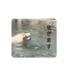 動くけとじ（個別スタンプ：5）