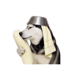 おもしろ犬 （NT）（個別スタンプ：1）