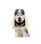 おもしろ犬 （NT）（個別スタンプ：3）