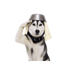 おもしろ犬 （NT）（個別スタンプ：5）