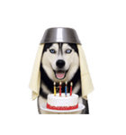 おもしろ犬 （NT）（個別スタンプ：6）