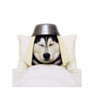 おもしろ犬 （NT）（個別スタンプ：8）