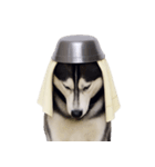 おもしろ犬 （NT）（個別スタンプ：10）