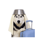 おもしろ犬 （NT）（個別スタンプ：11）