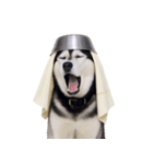 おもしろ犬 （NT）（個別スタンプ：13）