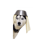 おもしろ犬 （NT）（個別スタンプ：14）