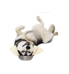 おもしろ犬 （NT）（個別スタンプ：17）