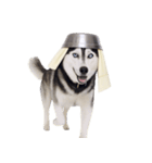 おもしろ犬 （NT）（個別スタンプ：18）