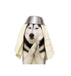 おもしろ犬 （NT）（個別スタンプ：24）