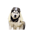 おもしろ犬 （NT）（個別スタンプ：25）
