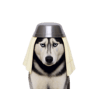 おもしろ犬 （NT）（個別スタンプ：26）