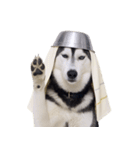 おもしろ犬 （NT）（個別スタンプ：27）