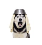 おもしろ犬 （NT）（個別スタンプ：28）
