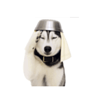 おもしろ犬 （NT）（個別スタンプ：30）