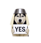 おもしろ犬 （NT）（個別スタンプ：31）