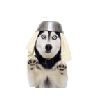 おもしろ犬 （NT）（個別スタンプ：33）