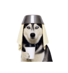 おもしろ犬 （NT）（個別スタンプ：34）