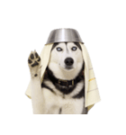 おもしろ犬 （NT）（個別スタンプ：35）