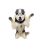 おもしろ犬 （NT）（個別スタンプ：36）