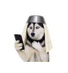 おもしろ犬 （NT）（個別スタンプ：37）