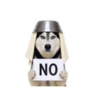 おもしろ犬 （NT）（個別スタンプ：38）