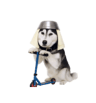おもしろ犬 （NT）（個別スタンプ：39）