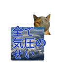 ハニーちゃん オニャンコラージュver.1.1（個別スタンプ：19）
