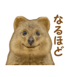 クオッカの気まぐれスタンプ（個別スタンプ：1）
