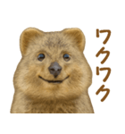 クオッカの気まぐれスタンプ（個別スタンプ：2）