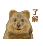 クオッカの気まぐれスタンプ（個別スタンプ：4）
