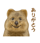 クオッカの気まぐれスタンプ（個別スタンプ：6）