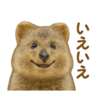 クオッカの気まぐれスタンプ（個別スタンプ：7）