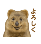 クオッカの気まぐれスタンプ（個別スタンプ：8）