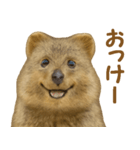 クオッカの気まぐれスタンプ（個別スタンプ：9）