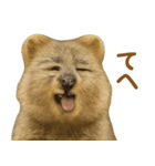 クオッカの気まぐれスタンプ（個別スタンプ：11）