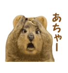 クオッカの気まぐれスタンプ（個別スタンプ：12）