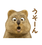 クオッカの気まぐれスタンプ（個別スタンプ：18）